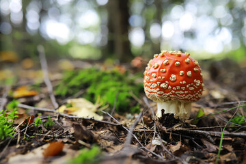Mushroom during fall in a Forest Lane with Shallow Depth of Field