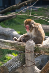 円山動物園で撮影した木の上でくつろいでニホンザル