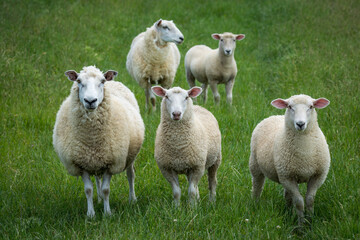 Fototapeta premium mother sheep and her lambs in lush green grassy field