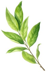 Green tea leaf plant herbs tree.