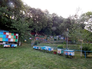 Пасека в лесу