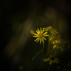 HERBS - Blooming Saint Johns wort with yellow flowers
