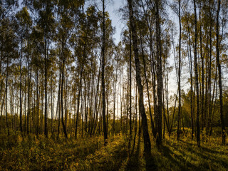 Obraz premium Birch grove with golden leaves in golden autumn, illuminated by the sun at sunset or dawn.