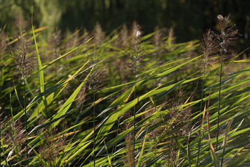 REEDS - Aquatic plants on the shores of the lake
