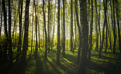 Fototapeta premium Sunset or sunrise in a spring birch forest with bright young foliage glowing in the rays of the sun and shadows. Vintage film aesthetic.