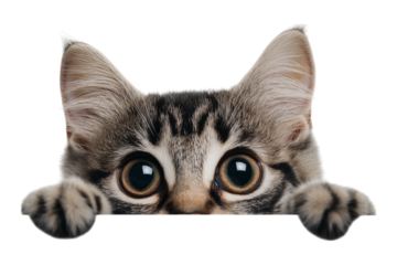 Curious cat isolated on white, png