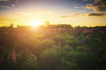 Sunrise or sunset on a field with purple lupines on a cloudy sky background in summer. Vintage film aesthetic.