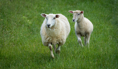 mother sheep and her lambs in lush green grassy field