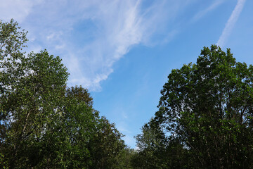 Obraz premium Spring nature background. Greenery of trees and grasses on a sunny spring morning. Forest landscape.