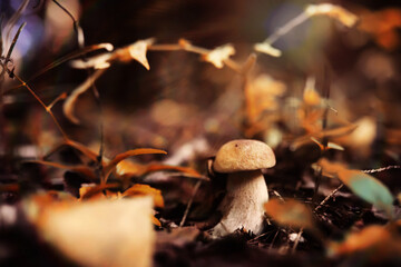 Mushroom caps amid a pile of brown leaves on the forest floor on a fall day in Germany.