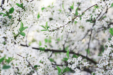 White flowers on a green bush. The white rose is blooming. Spring cherry apple blossom.