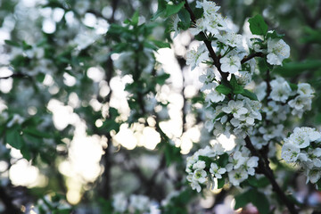 White flowers on a green bush. The white rose is blooming. Spring cherry apple blossom.