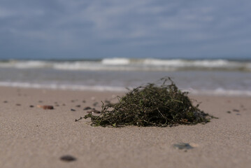 SEAWEED - Aquatic plants thrown by the sea waves on the coast