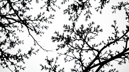 Naklejka premium Silhouettes of Delicate Branches Against a White Background, Creating an Abstract Pattern of Nature's Intertwining Forms