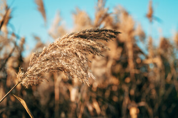 Pampas grass outdoor, common reed or Phragmites australis in light pastel colors