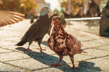 City pigeons on the pavement