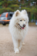 A Cloud of Joy: This playful fluffy white dog frolics in a sunlit meadow, exuding pure happiness and charm with every wag of its tail.