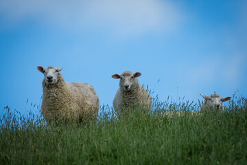 mother sheep and her lambs in lush green grassy field