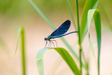Nature's Jewel: A Vibrant Blue Dragonfly Perched Gracefully on a Lush Green Leaf, Capturing Serenity in Stillness.
