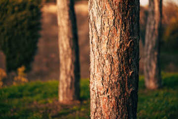 Pine tree trunks in park, closeup