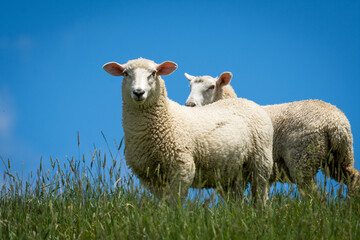 pair of lambs in lush green grassy field