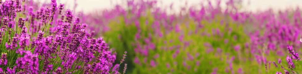 Lavender blooming in the field. Selective focus.
