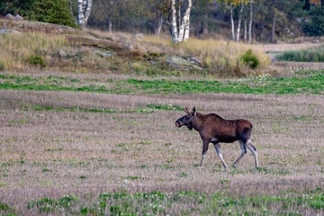 moose in the wild