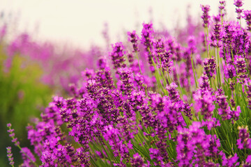 Obraz premium Lavender blooming in the field. Selective focus.