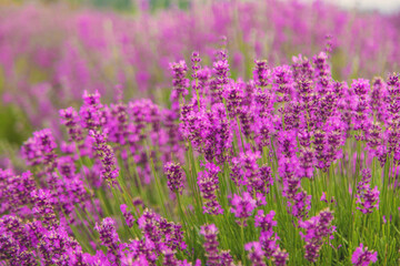 Obraz premium Lavender blooming in the field. Selective focus.