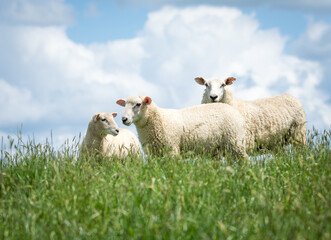 Obraz premium mother sheep and her lambs in lush green grassy field