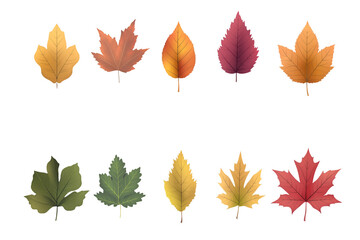 Fototapeta premium Autumn leaves isolated on white background, cut out png.