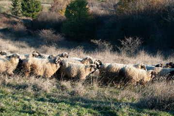 A picturesque view of a sheep herd roaming freely on a mountain with dry grass and rugged terrain.