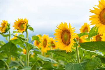 Sunflowers blooming in the field. Selective focus.