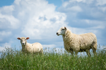 mother sheep and her lambs in lush green grassy field