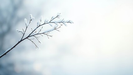 Obraz premium A delicate twig adorned with a dusting of pristine snow, captured against a backdrop of soft, ethereal hues.