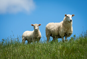 Fototapeta premium mother sheep and her lambs in lush green grassy field