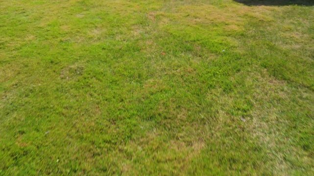view of green grass field, showcasing natural greenery texture of a fresh lawn. Ideal for nature backgrounds, garden design, and landscape concepts.