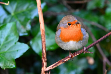 Robin