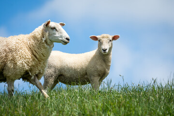 Naklejka premium mother sheep and her lambs in lush green grassy field