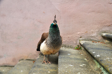 Pfau weiblich