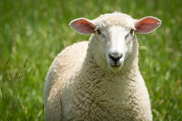 Fototapeta premium lamb in lush green grassy field