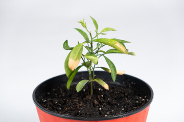 Yellow leaves of a young orange tree. Difficulties in growing an orange tree, gardening.