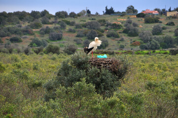 Storch im Nest - windig