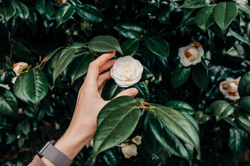 White Camellia Japonica, Batumi Botanical Garden, Adjara, Georgia