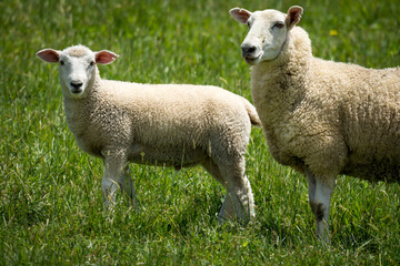 mother sheep and her lambs in lush green grassy field