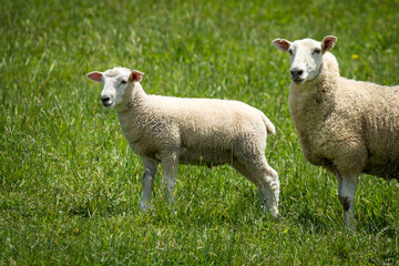 mother sheep and her lambs in lush green grassy field
