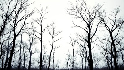 Fototapeta premium Silhouettes of bare trees reaching towards a misty sky, creating a sense of mystery and intrigue.