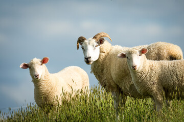 Obraz premium mother sheep and her lambs in lush green grassy field