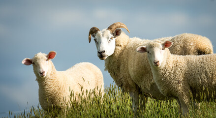 Naklejka premium mother sheep and her lambs in lush green grassy field