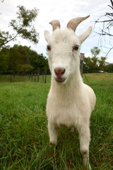 Goat in a field